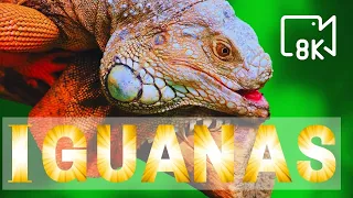 Multi colored breathtaking collection of Iguanas and reptile in 4k/8K ULTRA UHD