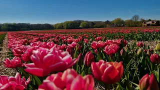 Colorful tulip fields Noord-Holland, Egmond aan de hoef