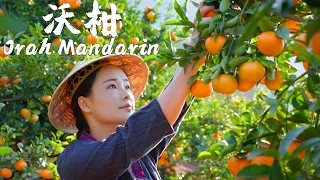 One Fruit for a Table - Orah Mandarin, An Irreplaceable Sweet and Sour Juicy Fruit