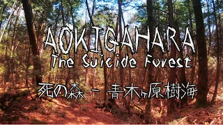 【4K】Aokigahara Forest 2021 - AKA Suicide Forest ~ Japan Walking Tour / 死の森,青木ヶ原樹海