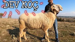 DÜNYANIN EN BÜYÜK KOÇU GÖZLERİNİZE İNANAMAYACAKSINIZ !!! #giantsheep #biggest #sheep