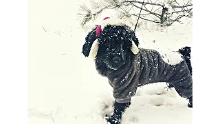 Смешной собака  впервые играет на снегу. Щенок впервые видит снег