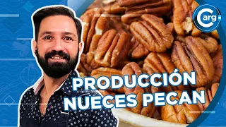 QUÉ SON LAS NUECES PECAN Y PORQUÉ HACEN BIEN