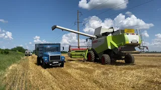 Уборка озимых 2021.Claas Lexion 580