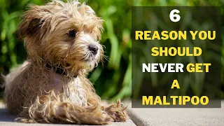 Why you Shouldn't get a Maltipoo ( 6 Main Reasons )