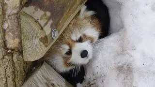 レッサーパンダ 雪穴からこんにちは！〜 Red Panda Hello from the hole of snow