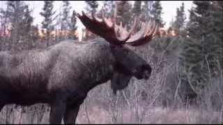 Moose fight in front of our car - near Anchorage, Alaska