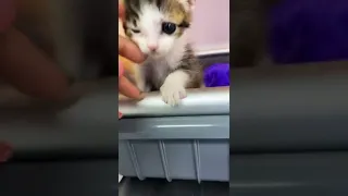 Small Kitten In Cage Comes Out When Door Opens