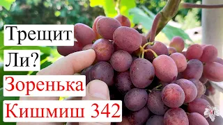 ТРЕЩИТ ЛИ Виноград ЗОРЕНЬКА и Виноград КИШМИШ 342 после Дождя?