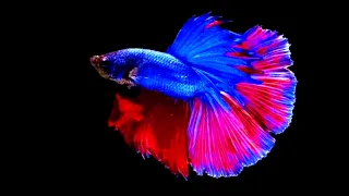 BETA FISH IN BLACK