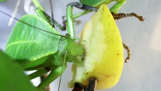 The larva of the grasshopper Siliquofera grandis.