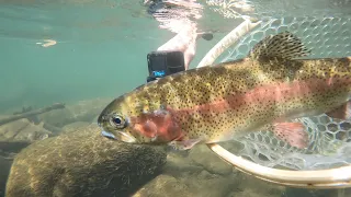 Mountain Fishing ADVENTURE in ULTRA CLEAR River!!! (ft. Fish Hawk)