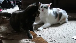 Cats run after each other