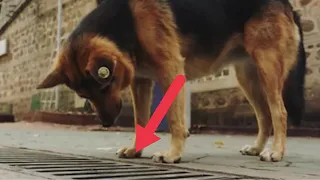 Dog Looked into the Storm Drain Every Day, and when it was Opened - PEOPLE were Shocked!