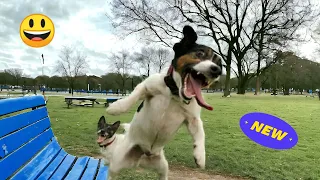 🔴Dogs Doing Hilarious Things🔥Try Not to Laugh at These Funny Dogs😂