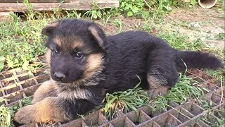 Конфетный Щенок Немецкой Овчарки 1 мес. Funny German Shepherd puppy 1 month. Одесса.