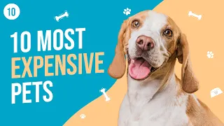 10 Most Expensive Pets, Unusual Choices | Top 10 Crew