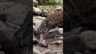 New Komodo dragons eat sharks alive