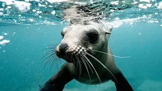 Seal ATTACKS child and woman at Clifton beach | NEWS IN A MINUTE