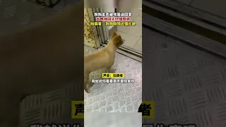 上海，狗狗走丢被邻居送回家，出电梯回头作揖感谢，拍摄者 狗狗聪明还懂礼貌