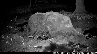 Wild Boar and Deer with HikMicro M15 Trail Camera