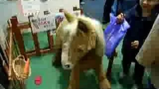 robot horse