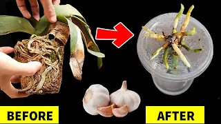 If you know this secret, you can revive any rotten orchid