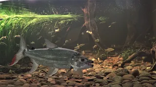 goliath tigerfish react on a food dump