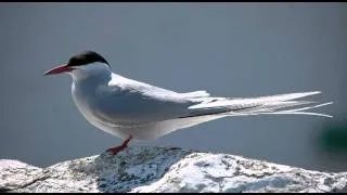 Taking a look at terns 1: Common vs Arctic Tern