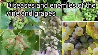 Grape vine disease identification. (What are the major diseases in grapes)?{subtitles}