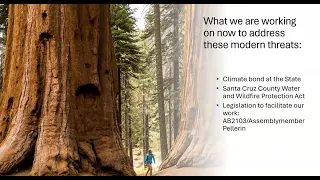 Under the Redwoods: Why Advocacy Matters for the Redwoods