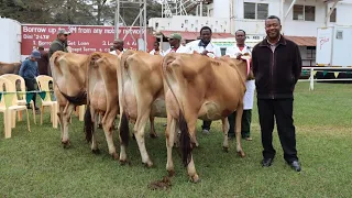 BEST DRY LAND DAIRY COWS IN KENYA | CHAMPION JERSEY COW (un edited)