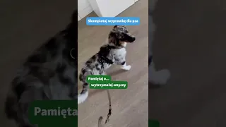 Przyjdź na zakupy do Maxi Zoo i kup pupilowi wszystko, co niezbędne!🐶🐾