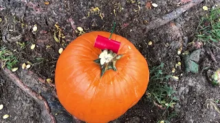 Blowing up pumpkins with M-80's M-100's and Quarter Sticks