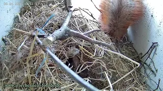 Die Schreie der Eichhörnchenmutter! 09.04.2021