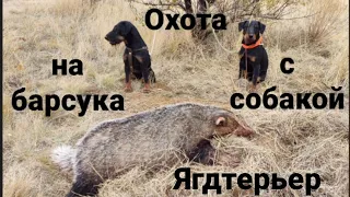 Охота на барсука.Охота с собакой. Норная охота с ягдтерьером. Hunting with German Jagdterrier