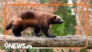 Wolves and wolverines: Colorado reintroduction efforts follow different paths