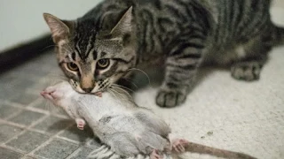 Крыса укусила и прогнала кота | Rat attack on cat