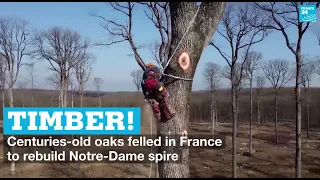 Timber! Centuries-old oaks felled in France to rebuild Notre-Dame spire