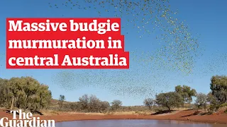 'Budgie mayhem': desert in central Australia turned green and gold by massive budgerigar murmuration