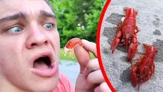 I Ate Crawdads from my Creek!