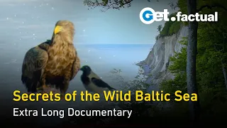 Wildlife and Nature of the Baltic Sea | Extra Long Documentary