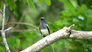 Magpie Robin singing @ Tampines Eco Green, Singapore