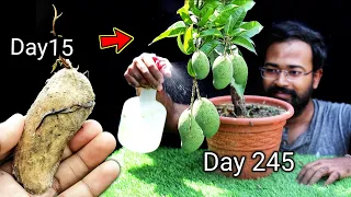 How to grow mango tree from seed at home by grafting | गमले में आम उगाएं  | Mango Bonsai