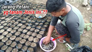 BIBIT RAHASIA! Banyak Petani yg TIDAK TAHU JENIS INI?