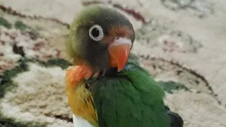 Update of treated lovebird' splayed leg