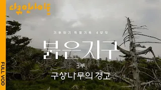 [4K FULL] 한라산 구상나무 집단 고사 현장 | KBS 다큐 인사이트 - 붉은 지구 3부 구상나무의 경고 210916 방송
