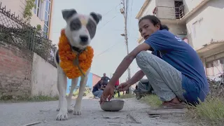 Праздник для всех собак устроили в Непале