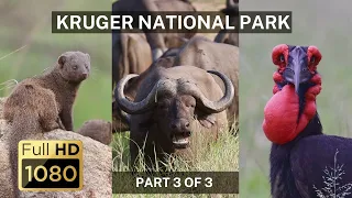 The Wild Wonders of Kruger National Park - Part 3 of 3