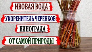 🍇 Укоренение ЧЕРЕНКОВ винограда в ИВОВОЙ ВОДЕ. Чудесный стимулятор от природы. Рецепт ИВОВОЙ ВОДЫ.